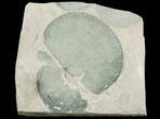 Green Brachiopod (Orthotetes?) Fossil - Plainville, Illinois #126194-1